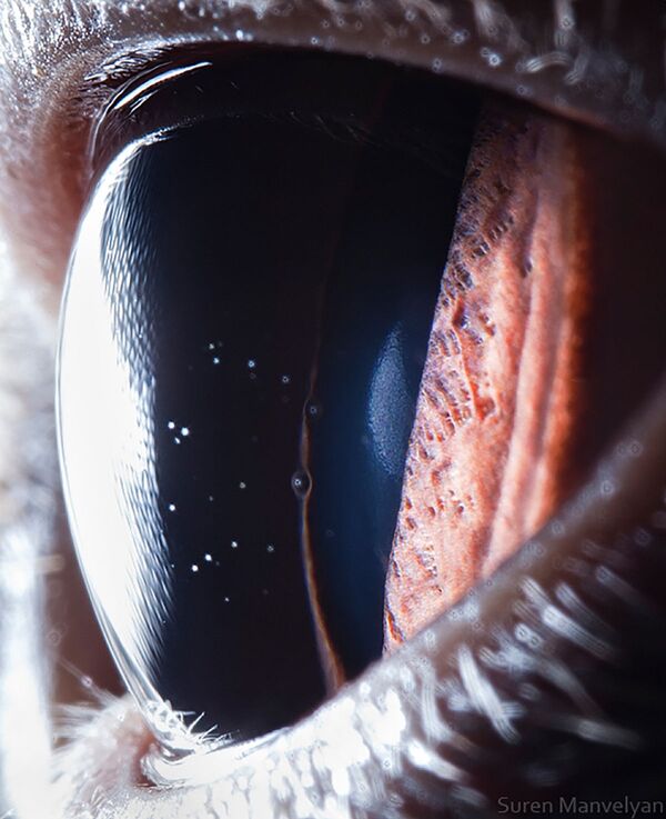 صورة مقربة لعين قط بريطاني قصير الشعر من قبل المصور سورين مانفيليان صورة مقربة لعين قط بريطاني قصير الشعر من قبل المصور سورين مانفيليان - سبوتنيك عربي