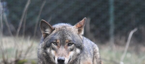 ذئب كندي - سبوتنيك عربي