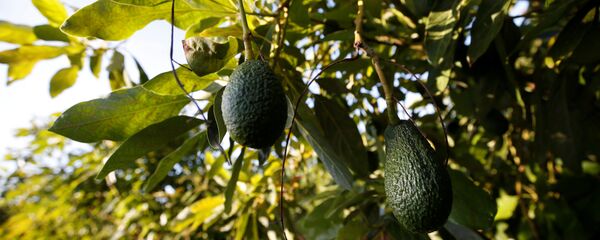 مزرعة أفوكادو التابعة لشركة لإنتاج الأفوكادو تروبس بالقرب من تاويرا، البرتغال 6 أكتوبر 2020 - سبوتنيك عربي