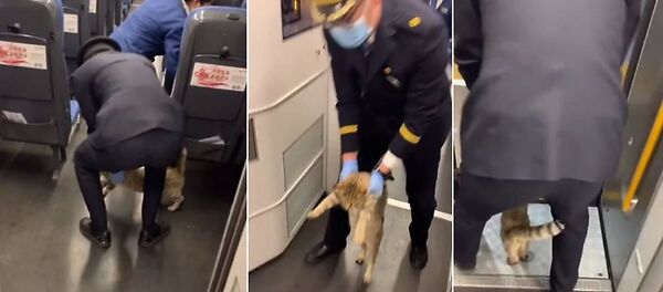 طرد قط من قطار ركبه دون تذكرة طرد قط من قطار ركبه دون تذكرة - سبوتنيك عربي