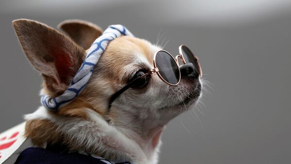 كلب يرتدي زيا ونظارة خلال مهرجان سنجا ماتسوري (مهرجان الأضرحة الثلاثة) وهو من أكبر المهرجانات التقليدية في اليابان في شهر مايو/ أيار، وتم تأجيله إلى أكتوبر بسبب فيروس كورونا، طوكيو،18 أكتوبر 2020 - سبوتنيك عربي
