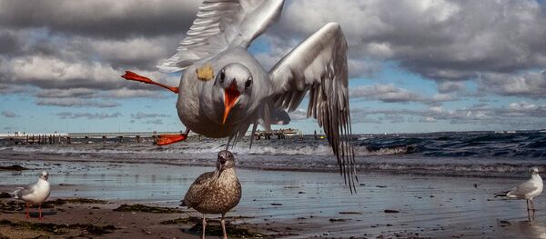 طائر النورس يقبض على قطعة من الخبز ألقاها سائح في بحر البلطيق في تيمندورفر ستراند في ألمانيا، 17 أكتوبر 2020 - سبوتنيك عربي