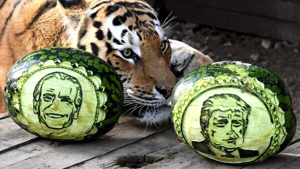 نمر آمور يدعى بارتيك يختار بين بطيختين نُحتت عليهما صورتي المرشحين الرئاسيين الأمريكيين دونالد ترامب وجو بايدن، في حديقة النباتات والحيوانات روييف روتشيه في كراسنويارسك الروسية، 22 أكتوبر 2020 - سبوتنيك عربي