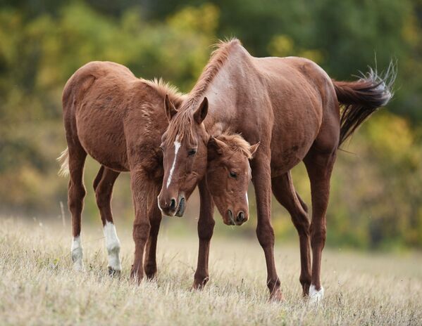 خيول في مرعى بالقرب من قرية  زيلينوغورسكويه بحي يبلوغورسك، في القرم، روسيا 26 أكتوبر 2020  - سبوتنيك عربي