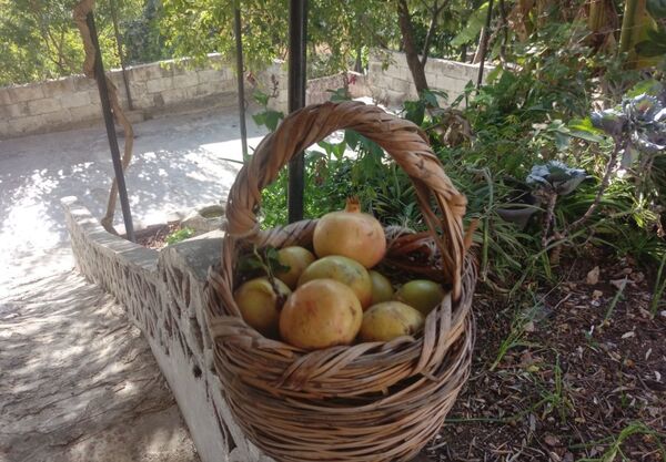 نساء الريف السوري يتحدين الحصار بالعودة إلى الطبيعة..صور وفيديو - سبوتنيك عربي