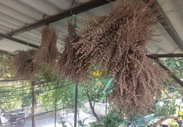 نساء الريف السوري يتحدين الحصار بالعودة إلى الطبيعة..صور وفيديو - سبوتنيك عربي