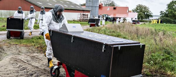 صورة لبدء عمليات قتل حيوانات المنك في الدنمارك بإشراف جهات صحية   - سبوتنيك عربي