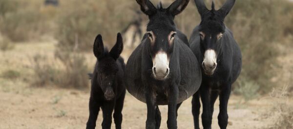 Ослы стоят возле высохшего русла реки Шуле в пустыне Гоби в провинции Ганьсу, Китай - سبوتنيك عربي