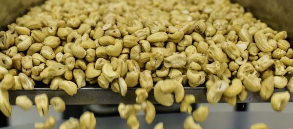 الكاجو  - سبوتنيك عربي