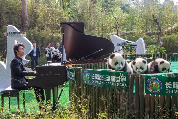 عازف البيانو الصيني لي يوندي، وهو يعزف على البيانو لثلاثة توائم من حيوان الباندا الوحيدة المعروفة في العالم، في يوم بمناسبة إعلان أسمائهم في متنزه تشيميلونغ في قوانغتشو بمقاطعة غوانغدونغ جنوب الصين، 15 ديسمبر 2014 - سبوتنيك عربي