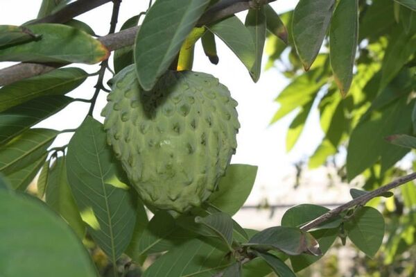 مزرعة حكورتنا في الضفة الغربية... نموذج للمزرعة الصديقة للبيئة... فيديو - سبوتنيك عربي