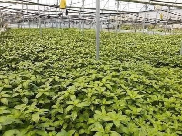 مزرعة حكورتنا في الضفة الغربية... نموذج للمزرعة الصديقة للبيئة... فيديو - سبوتنيك عربي