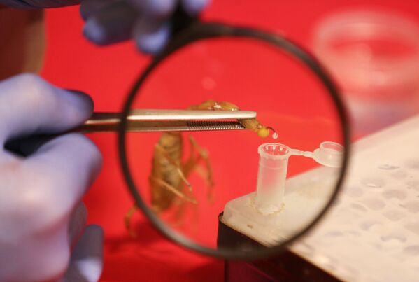 محمد حمدي بشتة، 25 عامًا، من محافظة المنوفية، يعرض العقارب التي اصطادها في الصحاري والشواطئ المصرية لاستخراج سمومها الثمينة للاستخدام الطبي، وهو صاحب شركته «كايرو فينوم» للمستخلصات الحيوية والسموم (Cairo Venom Company) في القاهرة، 6 ديسمبر 2020 - سبوتنيك عربي