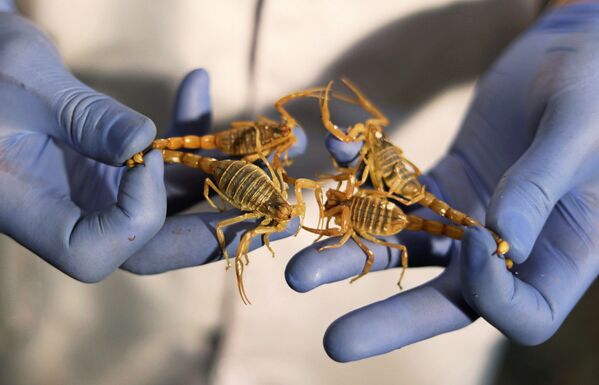 محمد حمدي بشتة، 25 عامًا، من محافظة المنوفية، يعرض العقارب التي اصطادها في الصحاري والشواطئ المصرية لاستخراج سمومها الثمينة للاستخدام الطبي، وهو صاحب شركته «كايرو فينوم» للمستخلصات الحيوية والسموم (Cairo Venom Company) في القاهرة، 6 ديسمبر 2020 - سبوتنيك عربي