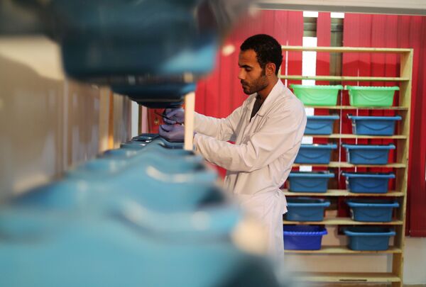 محمد حمدي بشتة، 25 عامًا، من محافظة المنوفية، يعرض العقارب التي اصطادها في الصحاري والشواطئ المصرية لاستخراج سمومها الثمينة للاستخدام الطبي، وهو صاحب شركته «كايرو فينوم» للمستخلصات الحيوية والسموم (Cairo Venom Company) في القاهرة، 6 ديسمبر 2020 - سبوتنيك عربي