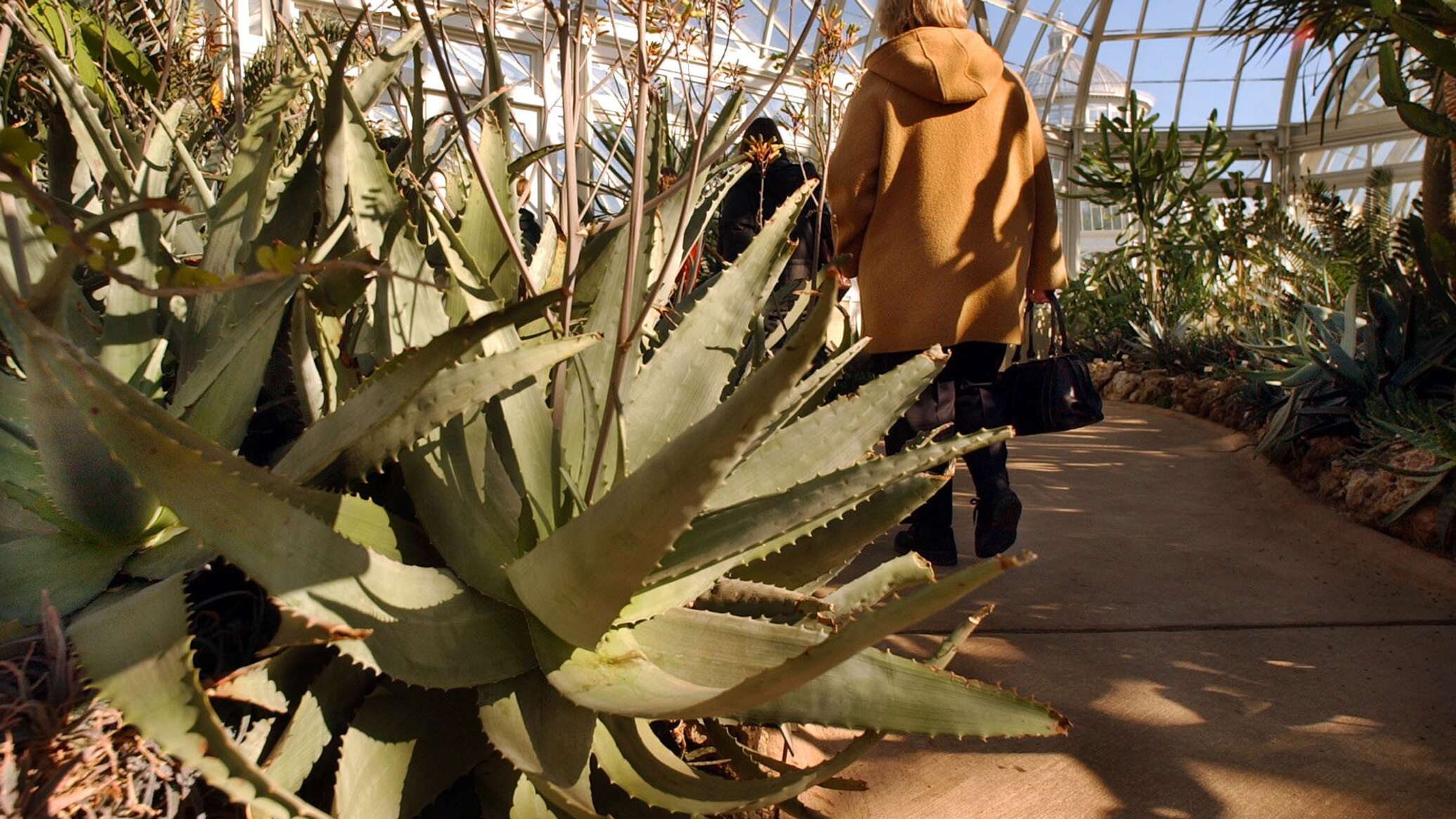 دراسة: مركب طبيعي في هذا النبات قد يكون مفتاحا لعلاج الزهايمر