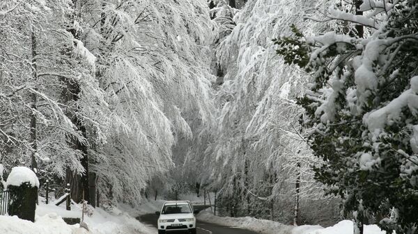 سيارة تسير بالقرب من غابة فيزانوفا المغطاة بالثلوج في 11 يناير 2021 ، في جزيرة كورسيكا الفرنسية الواقعة على البحر المتوسط، بعد تساقط الثلوج بكثافة فوق جنوب أوروبا. - سبوتنيك عربي
