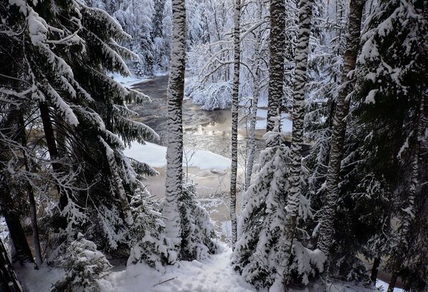 محمية طبيعية حكومية ليندولوفسكايا روشيا في منطقة لينينغراد، روسيا 16 يناير 2021 - سبوتنيك عربي