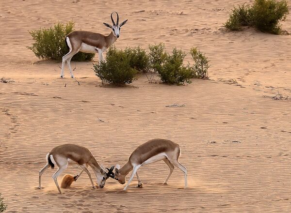  غزال الرمال العربية (Gazella marica)، والمعروفة باسم ريم، في واحة صحراوية في منتجع تلال (Telal Resort) في ضواحي مدينة العين في أقصى شرق إمارة أبو ظبي الإمارات العربية المتحدة 26 يناير 2020. - سبوتنيك عربي
