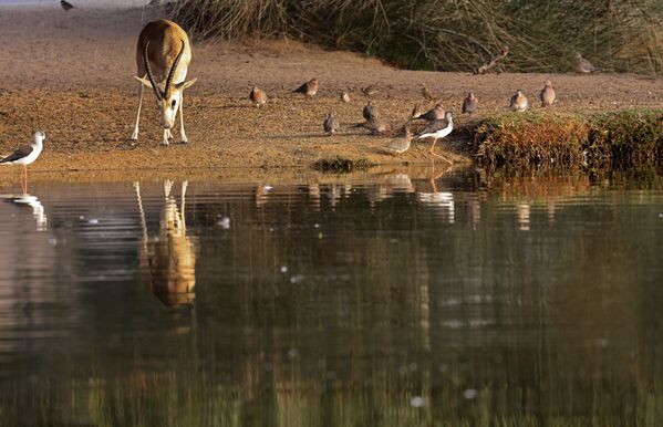  غزال الرمال العربية (Gazella marica)، والمعروفة باسم ريم، في واحة صحراوية في منتجع تلال (Telal Resort) في ضواحي مدينة العين في أقصى شرق إمارة أبو ظبي الإمارات العربية المتحدة 26 يناير 2020. - سبوتنيك عربي