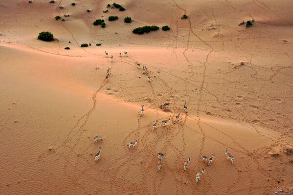  غزال الرمال العربية (Gazella marica)، والمعروفة باسم ريم، في واحة صحراوية في منتجع تلال (Telal Resort) في ضواحي مدينة العين في أقصى شرق إمارة أبو ظبي الإمارات العربية المتحدة 26 يناير 2020. - سبوتنيك عربي