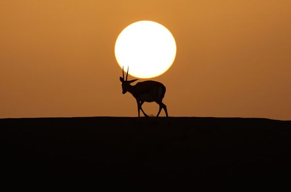  غزال الرمال العربية (Gazella marica)، والمعروفة باسم ريم، في واحة صحراوية في منتجع تلال (Telal Resort) في ضواحي مدينة العين في أقصى شرق إمارة أبو ظبي الإمارات العربية المتحدة 26 يناير 2020. - سبوتنيك عربي