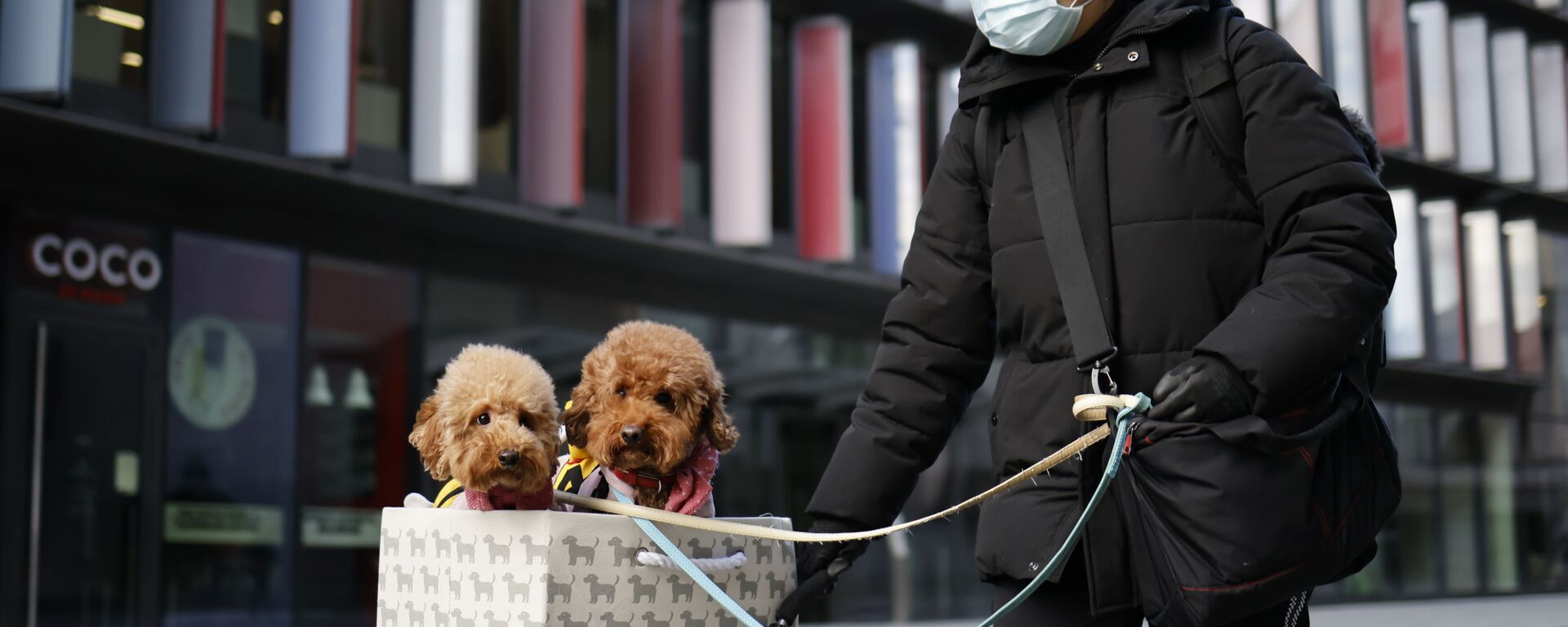 شابة تدفع عربة تحمل كلبيها خلال التسوق بالقرب من مبنى المحكمة أولد بايلي في مدينة لندن، إنجلترا 22 يناير 2021 - سبوتنيك عربي, 1920, 19.02.2022