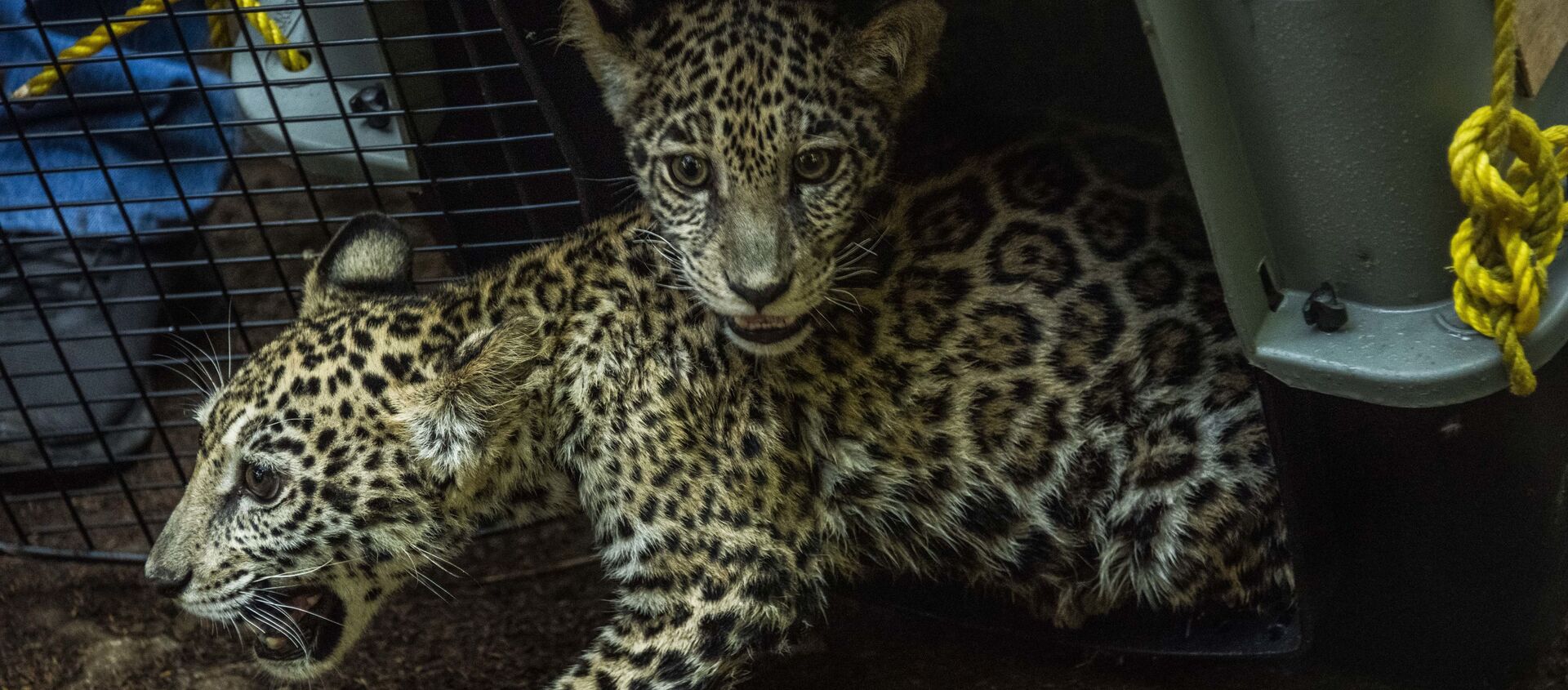 أشبال جاكوار في حديقة الحيوانات الوطنية في ماسايا ، نيكاراغوا في 27 يناير 2021 - سبوتنيك عربي, 1920, 29.01.2021