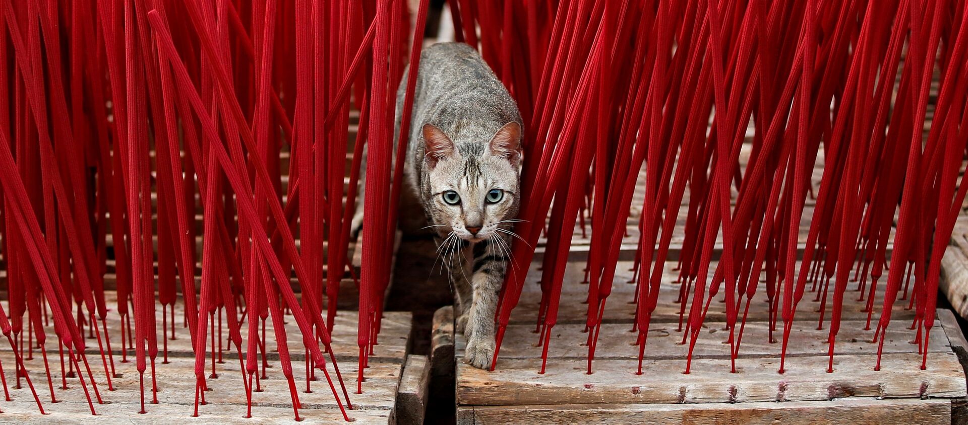 قطة بين أعواد البخور التي تجف داخل المصنع، قبل السنة القمرية الصينية الجديدة، في تانجيرانج، في ضواحي جاكرتا، إندونيسيا، 10 فبراير 2021 - سبوتنيك عربي, 1920, 10.02.2021