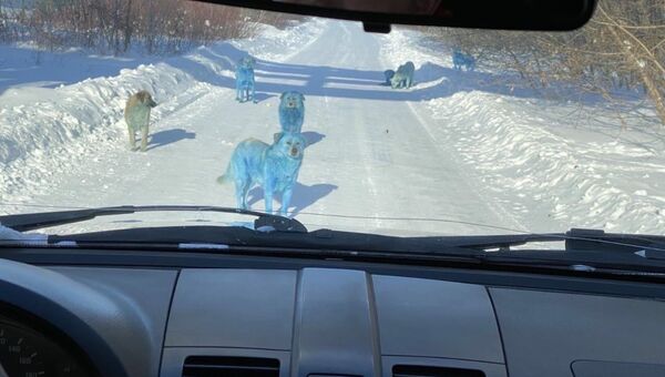 كلاب زرقاء اللون - سبوتنيك عربي