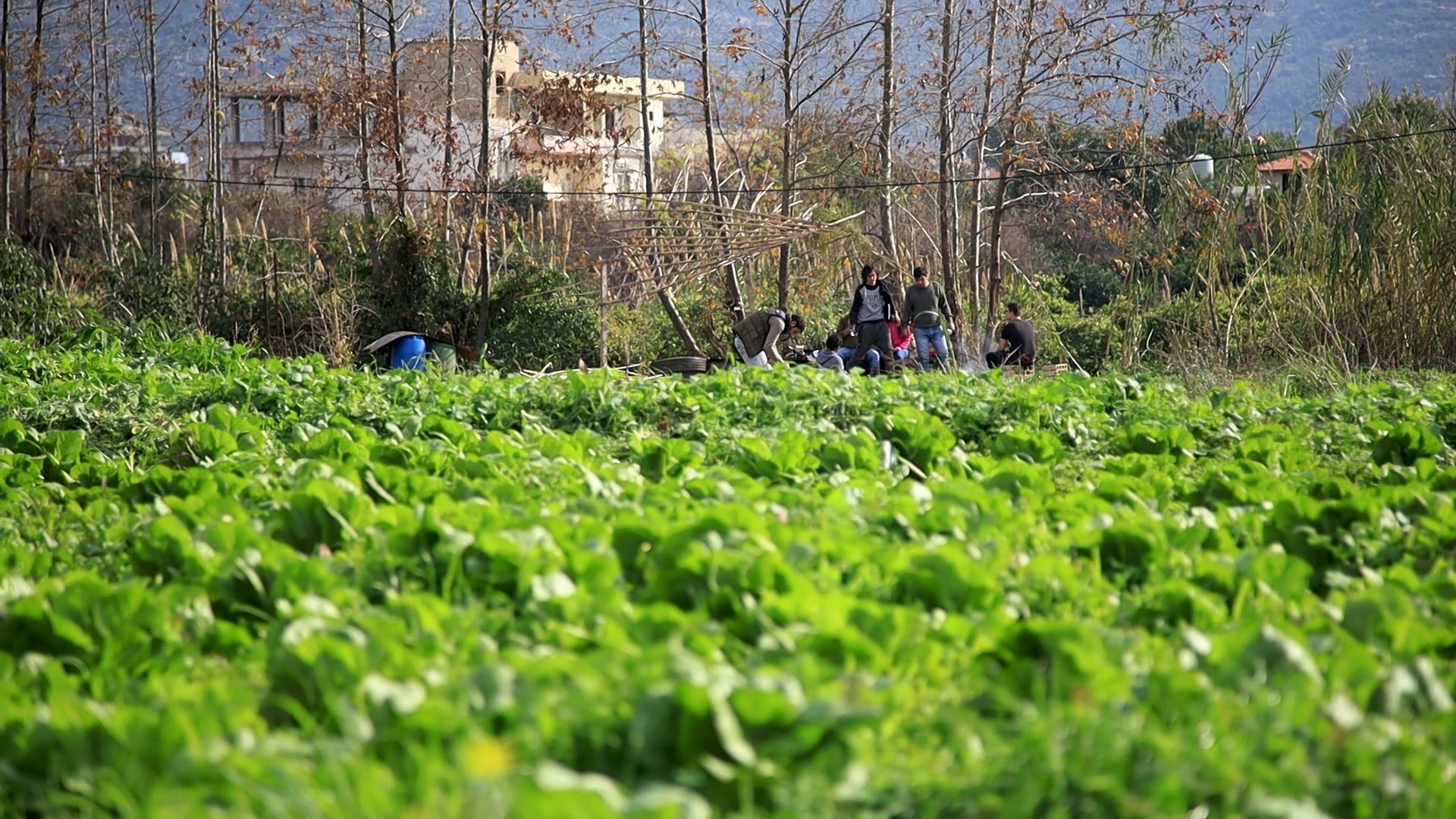 مشروع بدار الزراعي الشبابي ... الجانب الإيجابي للانهيار الاقتصادي في لبنان - سبوتنيك عربي, 1920, 19.02.2021