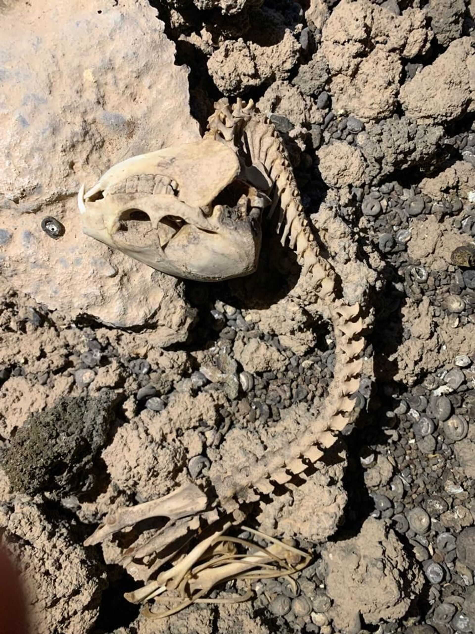 كهوف السعودية... تاريخ علمي ومستقبل سياحي واعد… صور - سبوتنيك عربي, 1920, 24.02.2021