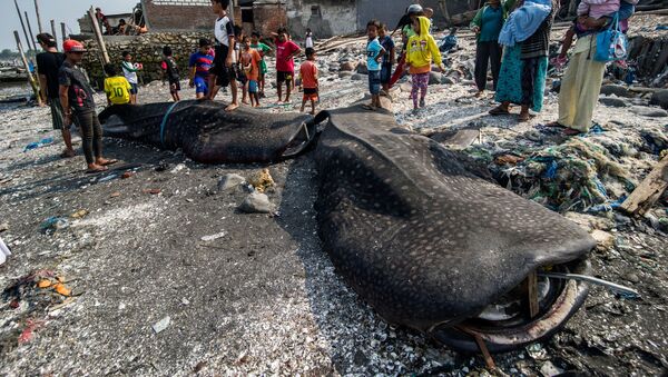 جنوح أسماك قرش الحوت على شاطئ البحر  - سبوتنيك عربي