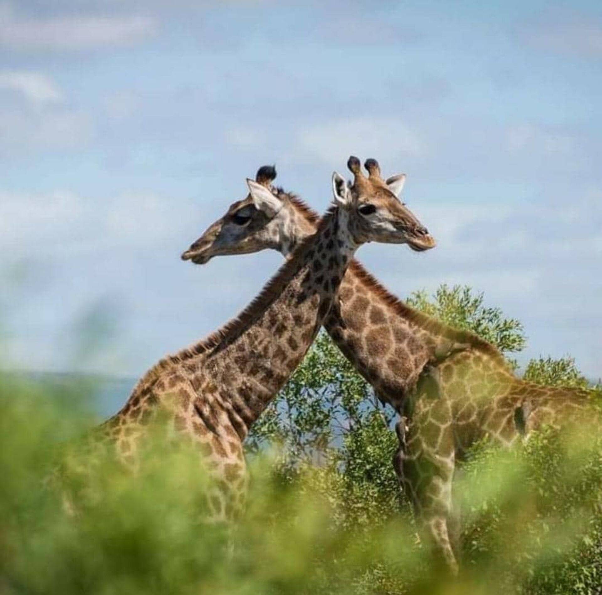 أبرز عادات وتقاليد مملكة إسواتيني الأفريقية... صور - سبوتنيك عربي, 1920, 25.02.2021