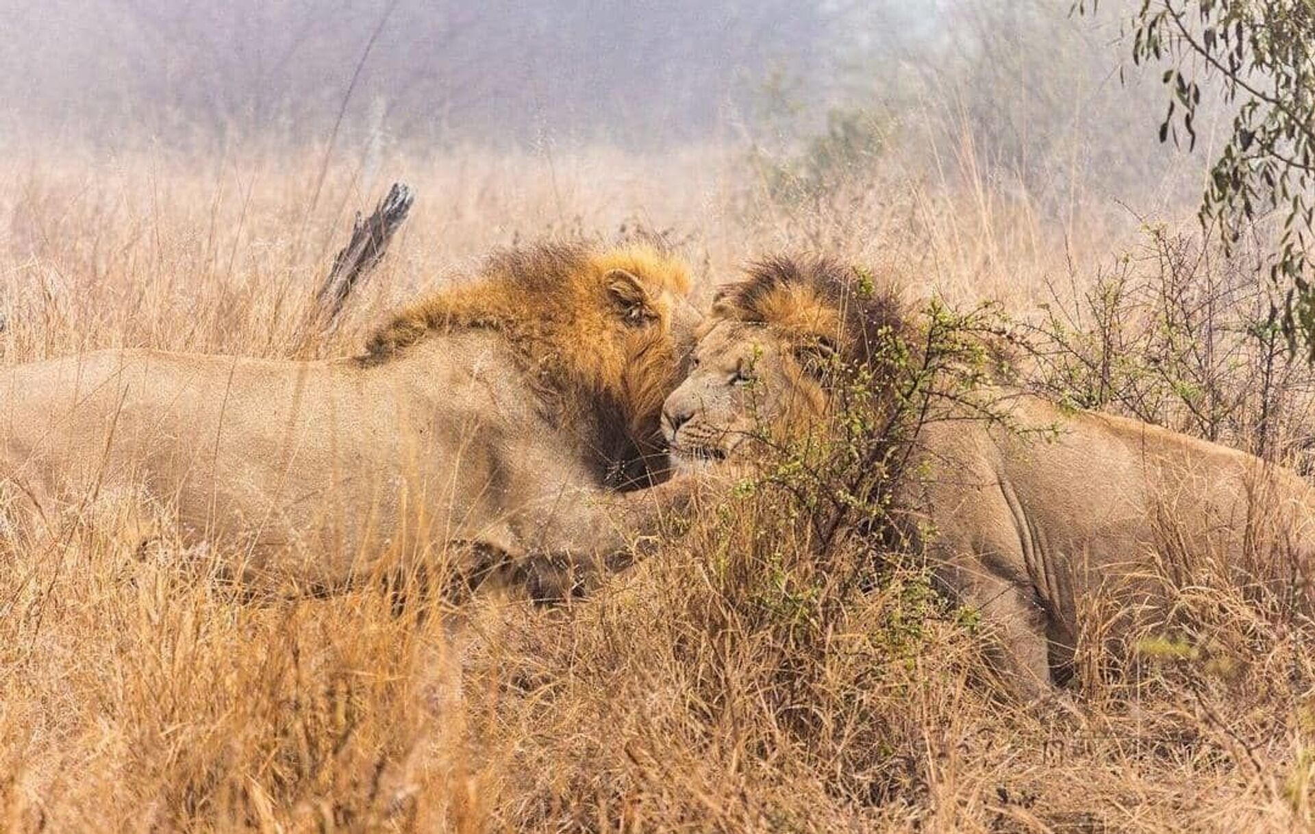 أبرز عادات وتقاليد مملكة إسواتيني الأفريقية... صور - سبوتنيك عربي, 1920, 25.02.2021