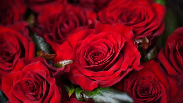 زراعة ورود الجوري الهولندية، في دفيئة نوفوسيبيرسك في منطقة نوفوسيبيرسك الروسية، التي تم افتتاحها في نهاية عام 2020. - سبوتنيك عربي