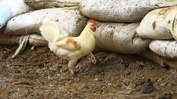 دجاجة في حديقة منزل - سبوتنيك عربي