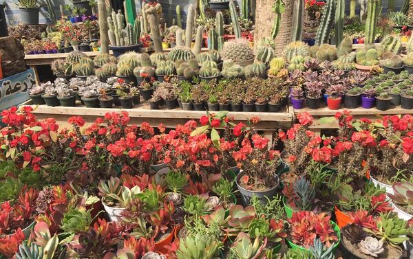 معرض زهور الربيع بحديقة الأورمان المصرية في نسخته الـ 88 - سبوتنيك عربي