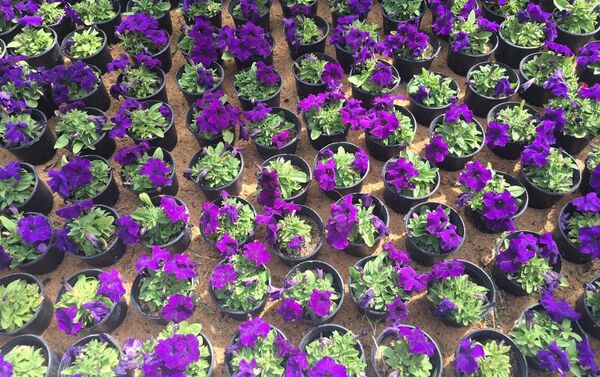 معرض زهور الربيع بحديقة الأورمان المصرية في نسخته الـ 88 - سبوتنيك عربي