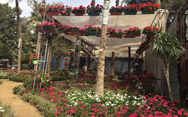 معرض زهور الربيع بحديقة الأورمان المصرية في نسخته الـ 88 - سبوتنيك عربي