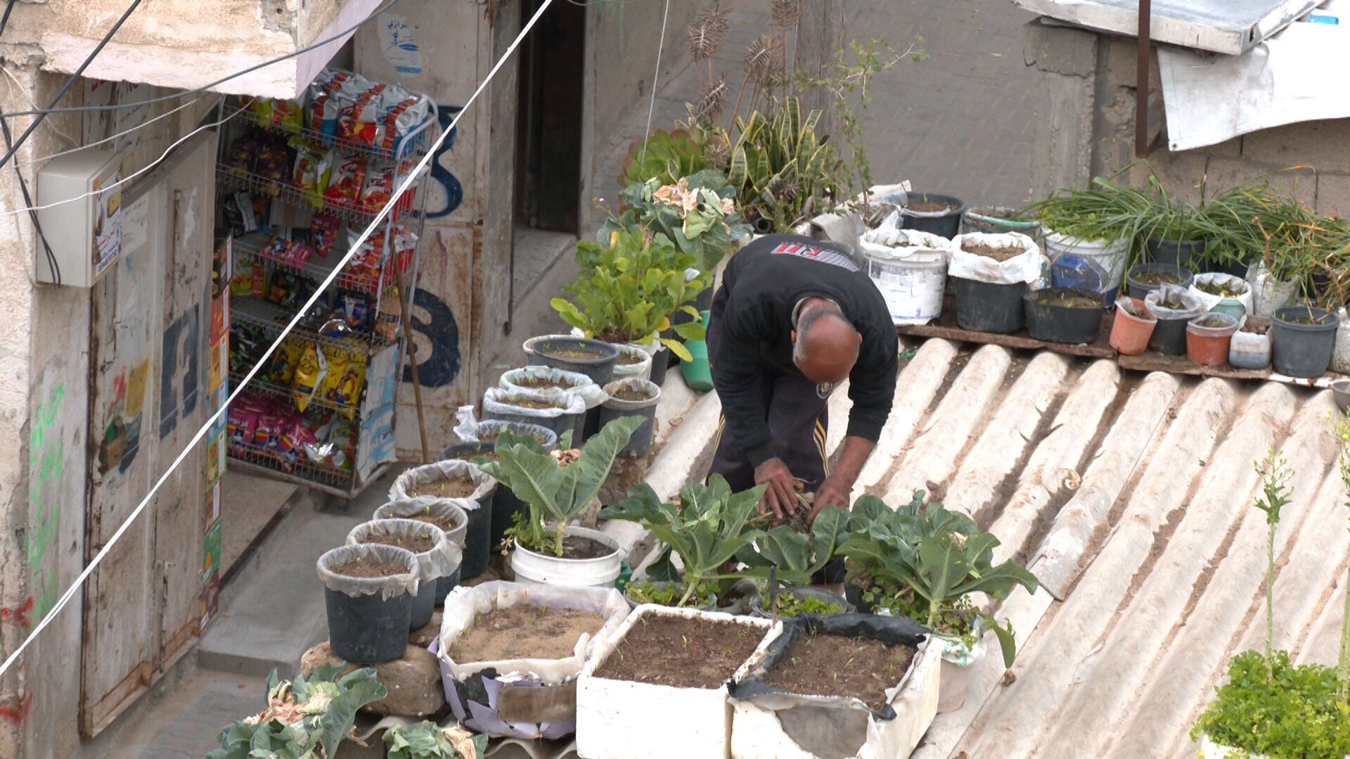 فلسطيني يحول سطح منزله إلى حديقة مزروعات عضوية - سبوتنيك عربي, 1920, 20.03.2021