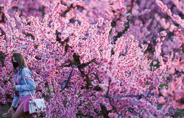 إزهار شجر الدراق في إيتونا، في المحافظة الكتالونية لاردة، إسبانيا 13 مارس 2021 - سبوتنيك عربي