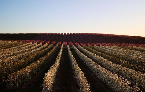  إزهار شجر الإجاص في إيتونا، في المحافظة الكتالونية لاردة، إسبانيا 13 مارس 2021 - سبوتنيك عربي