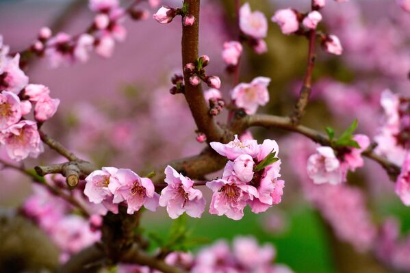  إزهار شجر الدراق في إيتونا، في المحافظة الكتالونية لاردة، إسبانيا 13 مارس 2021 - سبوتنيك عربي