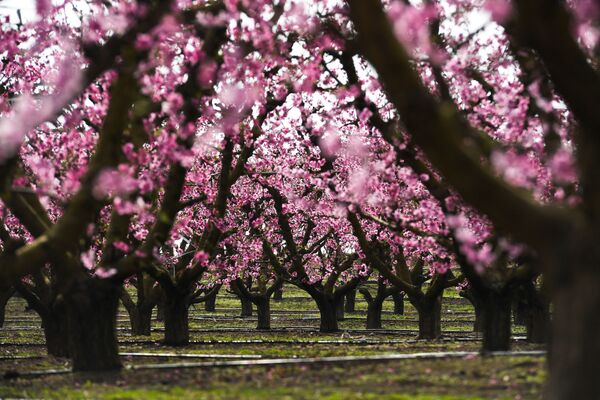صورة جوية لإزهار شجر الدراق في إيتونا، في المحافظة الكتالونية لاردة، إسبانيا 13 مارس 2021 - سبوتنيك عربي