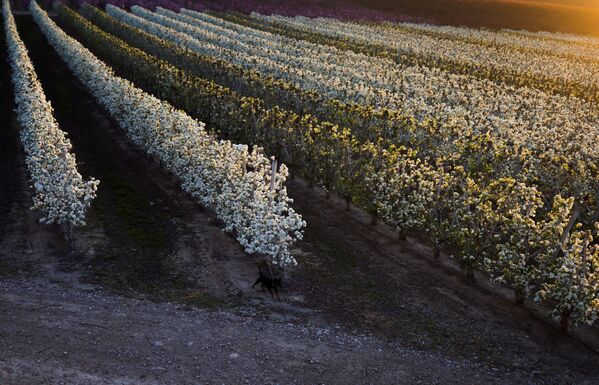  إزهار شجر الإجاص في إيتونا، في المحافظة الكتالونية لاردة، إسبانيا 13 مارس 2021 - سبوتنيك عربي