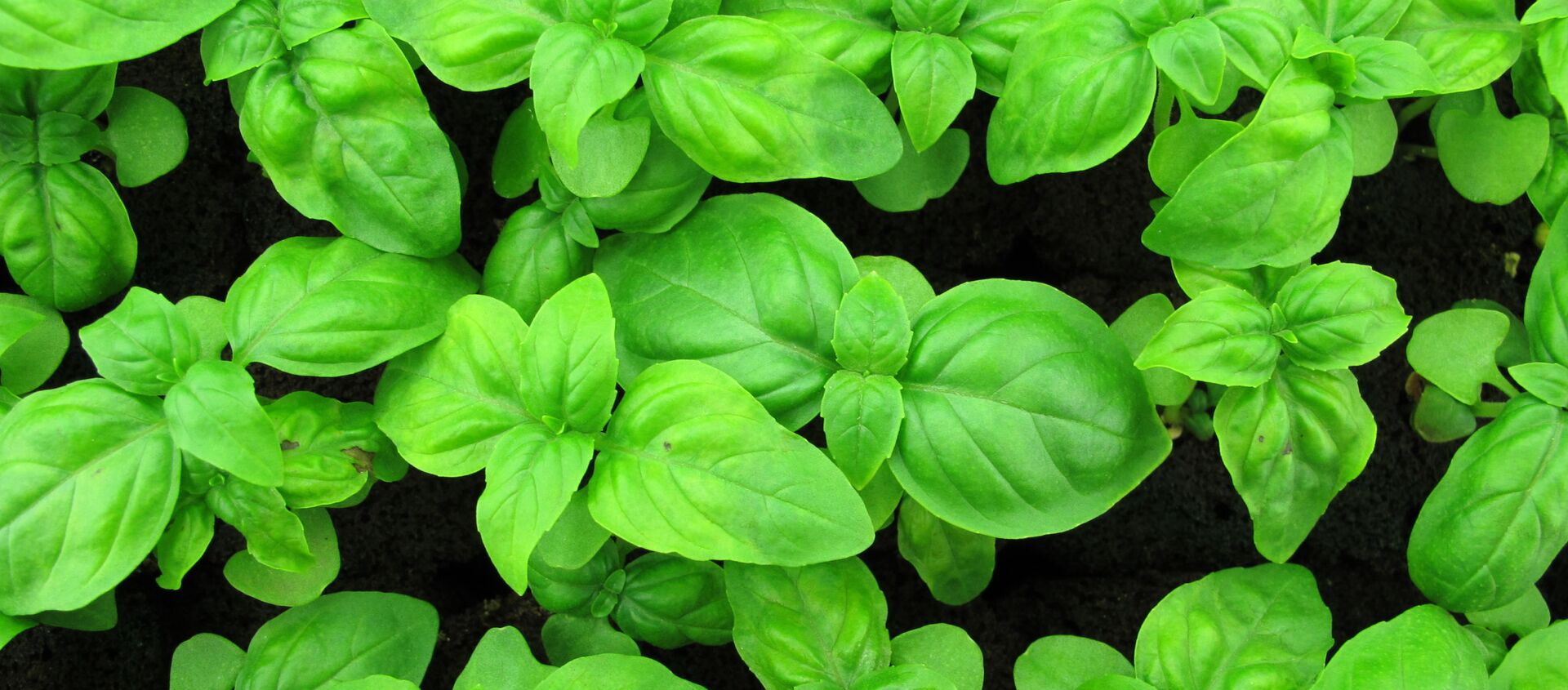 الحبق (الريحان)  - سبوتنيك عربي, 1920, 17.07.2021