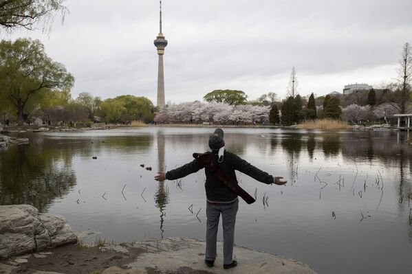 موسم تفتح أزهار شجر الكرز الشهيرة في هذا الوقت من العام، بكين، الصين 31 مارس 2021 - سبوتنيك عربي