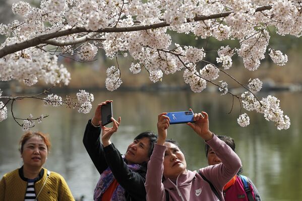 نساء يلتقطن صورا لأزهار شجر الكرز الشهيرة في هذا الوقت من العام، بكين، الصين 31 مارس 2021 - سبوتنيك عربي