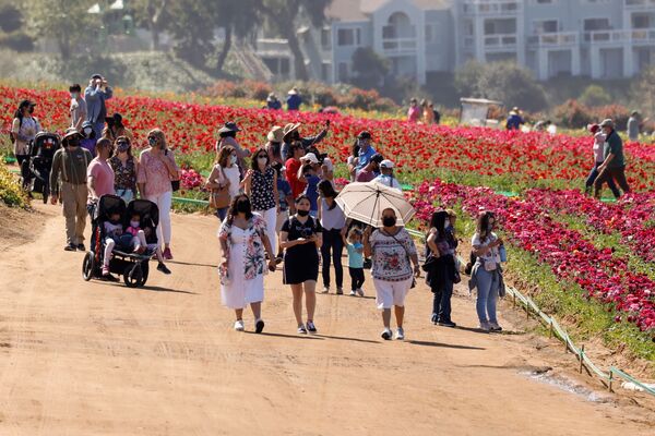 الزوار بين أزهار حوذان (Ranunculus) في حديقة ذا فلاور فيلدز في كارلسباد، ولاية كاليفورنيا، الولايات المتحدة 31 مارس 2021 - سبوتنيك عربي